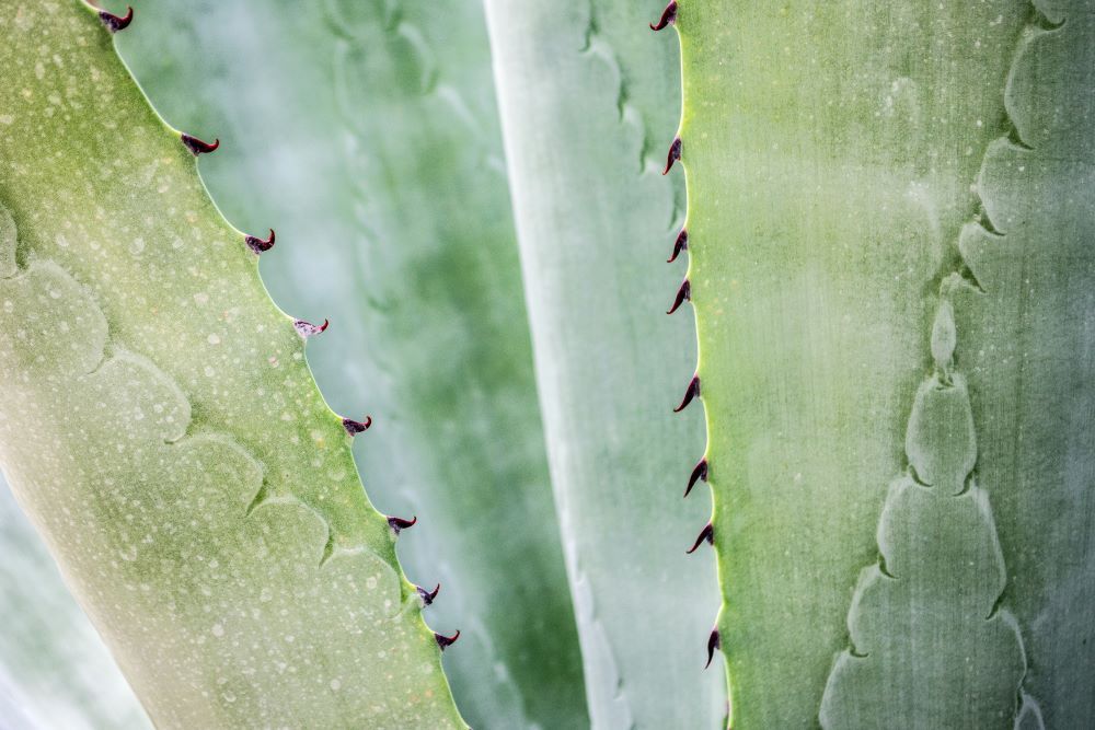 Aloe vera for hives