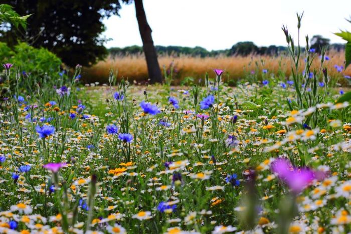 organic flower meadow for organic skincare 