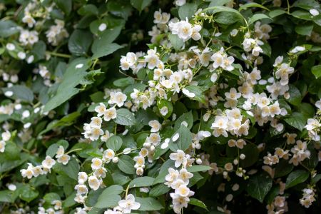 Jasmine flower for best 10 aromatic oils