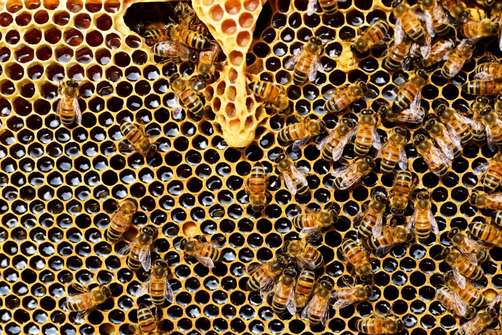 bees making beeswax