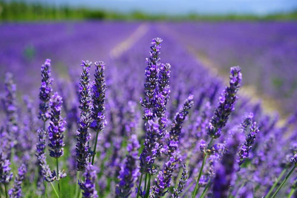 lavender for facial steaming