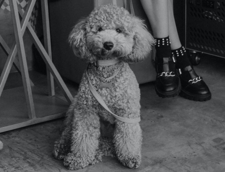 Image showcasing Professionally Grooming Your Poodle At Home Step By Step Guide - Little ...