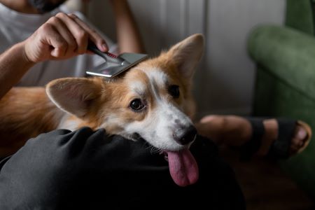 dog being cared for to prevent kennel cough