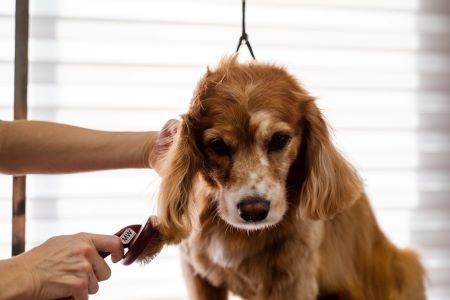 dog being groomed helping to prevent kennel cough