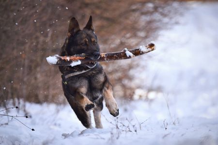 dog playing with toy which can spread kennel cough