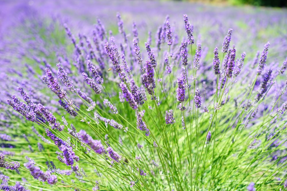lavender growing in field lavender infused night skincare
