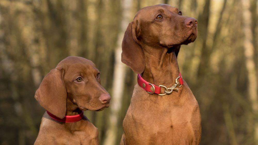 picture of dogs recovered from kennel cough