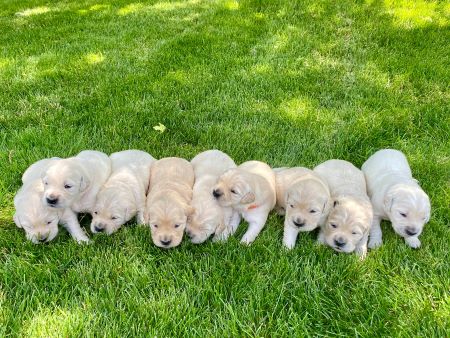 picture of puppies susceptible to kennel cough