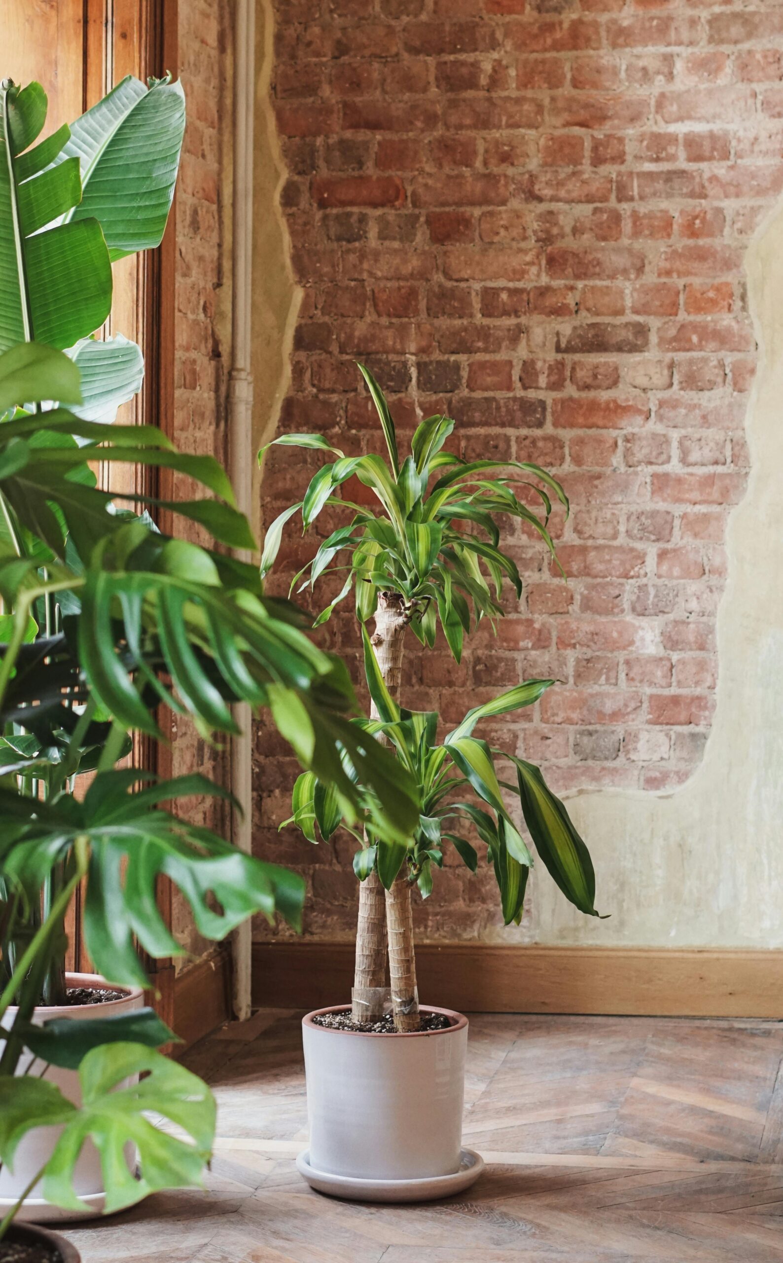 Dracaena