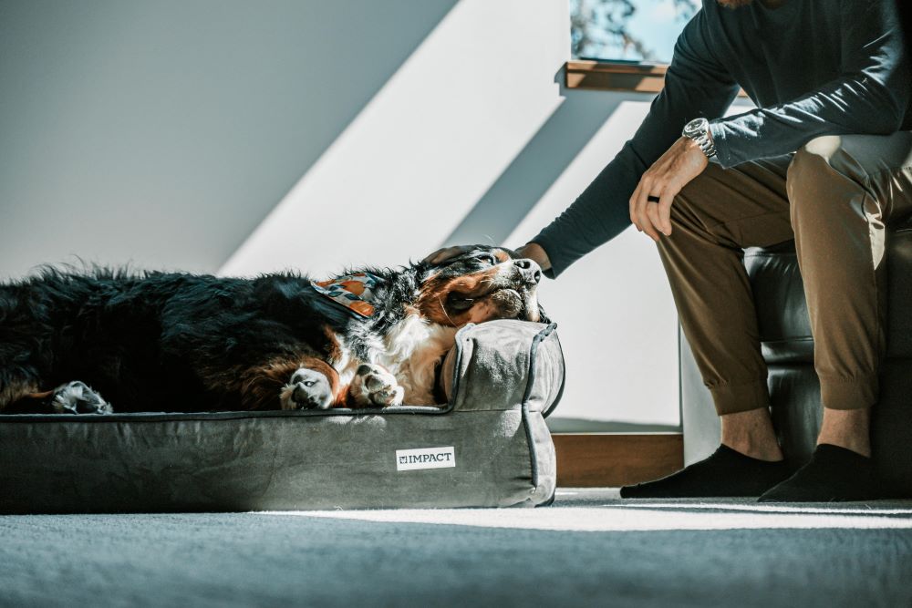Natural Remedies for Dog Anxiety at Night
