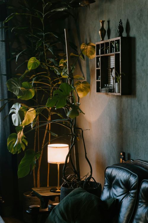 Pothos (Epipremnum aureum)