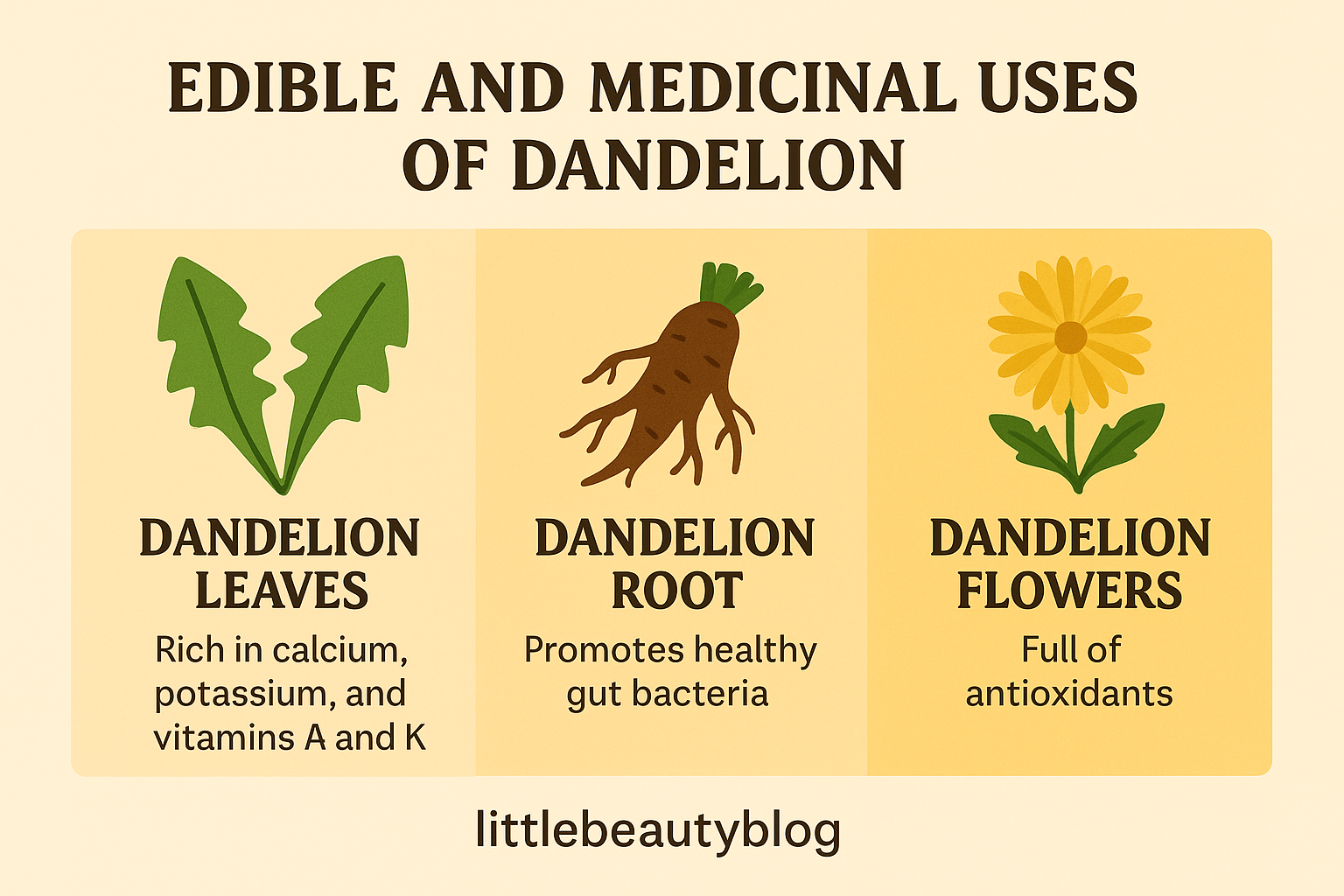 edible and medicinal uses of dandelion infographic