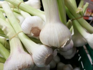 How to Heal Your Gut After Antibiotics? 3 onions heal your gut after antibiotics