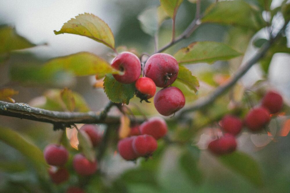 apples for making apple cider vinegar