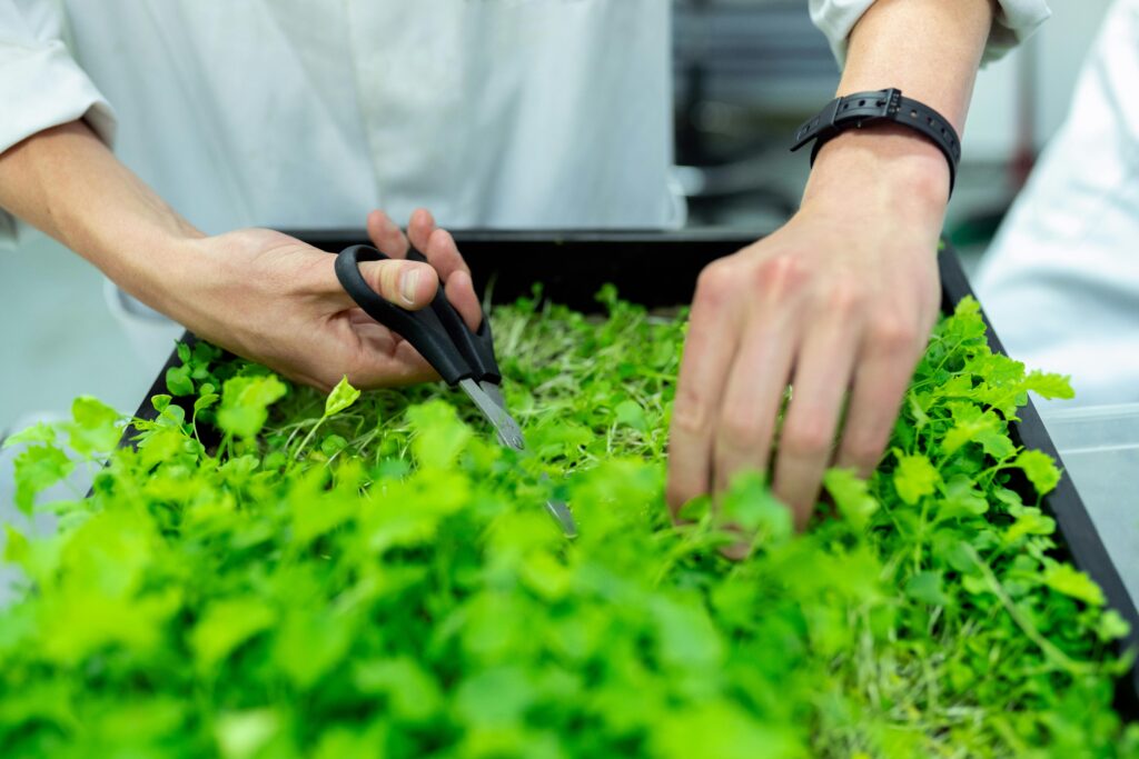 grow your own Microgreens cutting with scissors to eat grow your own Microgreens cutting with scissors to eat