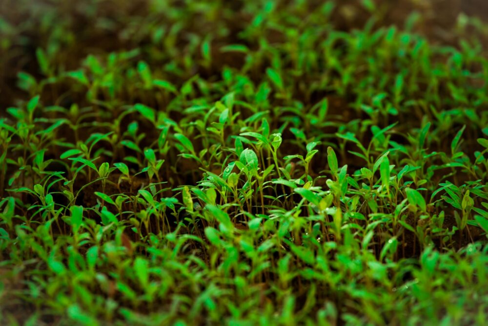 grow your own Microgreens at home