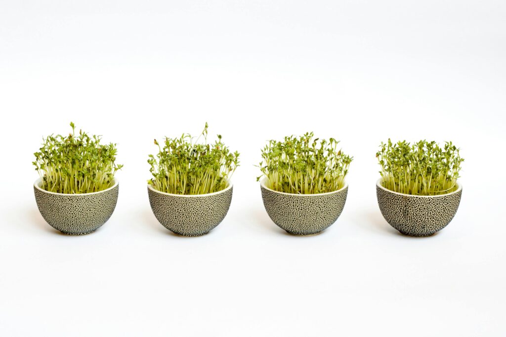 How to Grow Your Own Microgreens at Home and the Pros and Cons for Beginners 3 grow your own Microgreens in pots at home